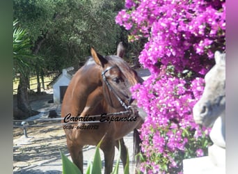 Andaluso, Castrone, 7 Anni, 164 cm, Baio scuro