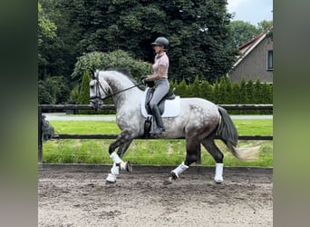 Andaluso, Castrone, 7 Anni, 164 cm, Grigio