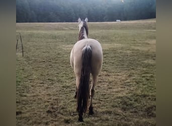 Andaluso, Castrone, 7 Anni, 165 cm, Pelle di daino