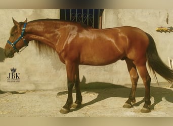 Andaluso, Castrone, 7 Anni, 165 cm, Sauro scuro