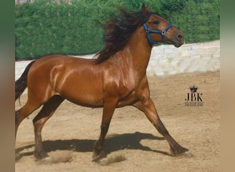 Andaluso, Castrone, 7 Anni, 165 cm, Sauro scuro