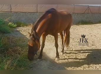 Andaluso, Castrone, 7 Anni, 165 cm, Sauro scuro