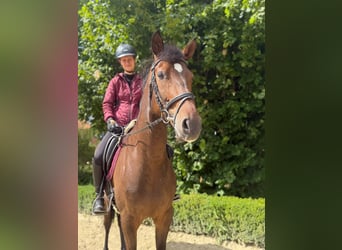 Andaluso, Castrone, 7 Anni, 167 cm, Baio scuro