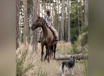 Andaluso Mix, Castrone, 7 Anni, 178 cm, Baio ciliegia