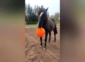 Andaluso, Castrone, 8 Anni, 153 cm, Baio nero