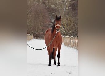 Andaluso, Castrone, 8 Anni, 155 cm, Baio