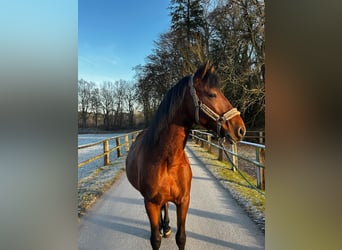 Andaluso, Castrone, 8 Anni, 155 cm, Baio