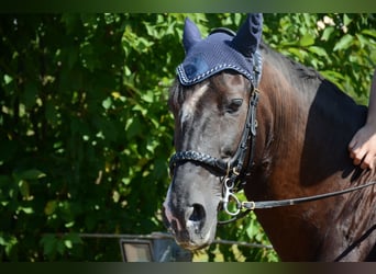 Andaluso, Castrone, 8 Anni, 155 cm, Baio nero