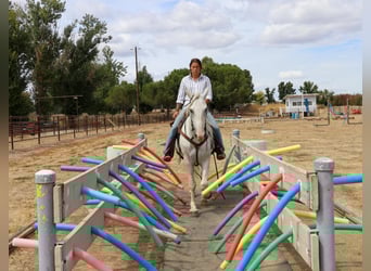 Andaluso, Castrone, 8 Anni, 155 cm, Grigio