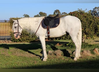 Andaluso, Castrone, 8 Anni, 155 cm, Grigio