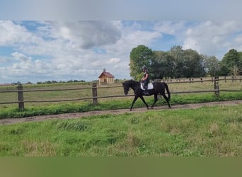 Andaluso, Castrone, 8 Anni, 155 cm, Morello