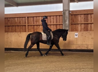 Andaluso Mix, Castrone, 8 Anni, 156 cm, Baio scuro