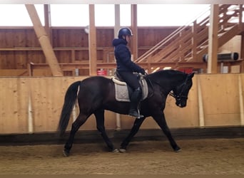 Andaluso Mix, Castrone, 8 Anni, 156 cm, Baio scuro