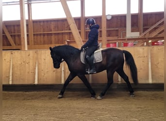 Andaluso Mix, Castrone, 8 Anni, 156 cm, Baio scuro