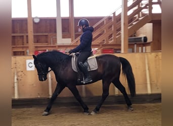 Andaluso Mix, Castrone, 8 Anni, 156 cm, Baio scuro