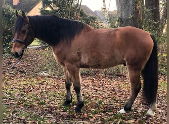 Andaluso, Castrone, 8 Anni, 157 cm, Baio