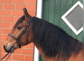 Andaluso, Castrone, 8 Anni, 157 cm, Baio