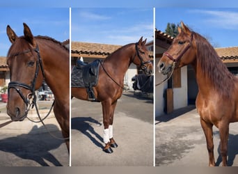 Andaluso, Castrone, 8 Anni, 158 cm, Sauro