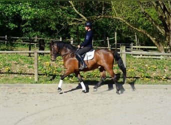 Andaluso, Castrone, 8 Anni, 159 cm, Baio