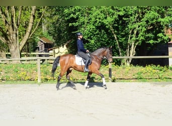 Andaluso, Castrone, 8 Anni, 159 cm, Baio