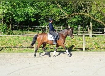 Andaluso, Castrone, 8 Anni, 159 cm, Baio