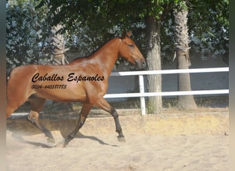 Andaluso, Castrone, 8 Anni, 161 cm, Baio