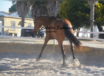 Andaluso, Castrone, 8 Anni, 161 cm, Baio