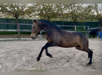 Andaluso, Castrone, 8 Anni, 162 cm, Falbo