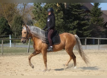 Andaluso Mix, Castrone, 8 Anni, 162 cm, Palomino