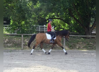 Andaluso, Castrone, 8 Anni, 163 cm, Baio