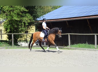 Andaluso, Castrone, 8 Anni, 163 cm, Baio
