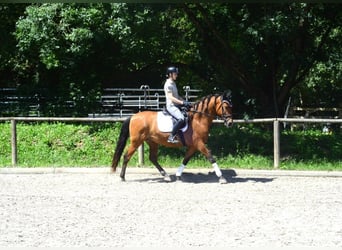 Andaluso, Castrone, 8 Anni, 163 cm, Baio