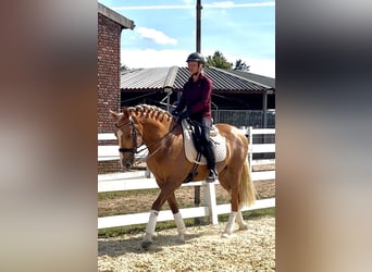 Andaluso, Castrone, 8 Anni, 163 cm, Palomino