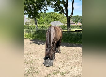 Andaluso, Castrone, 8 Anni, 164 cm, Morello