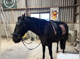 Andaluso, Castrone, 8 Anni, 164 cm, Morello