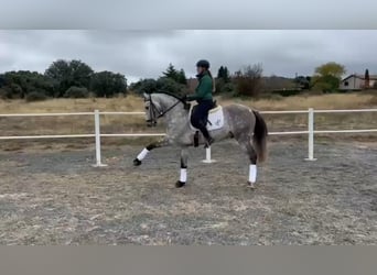 Andaluso, Castrone, 8 Anni, 165 cm, Grigio pezzato