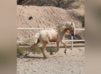 Andaluso Mix, Castrone, 8 Anni, 165 cm, Palomino