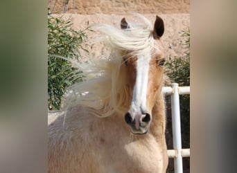 Andaluso Mix, Castrone, 8 Anni, 165 cm, Palomino