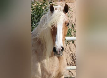 Andaluso Mix, Castrone, 8 Anni, 165 cm, Palomino