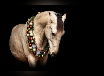 Andaluso, Castrone, 8 Anni, 165 cm, Pelle di daino