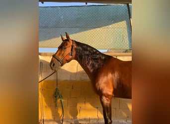 Andaluso, Castrone, 8 Anni, 168 cm, Baio ciliegia