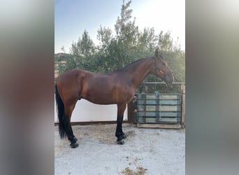 Andaluso, Castrone, 8 Anni, 168 cm, Baio ciliegia