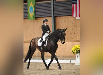 Andaluso, Castrone, 8 Anni, 170 cm, Pelle di daino