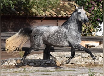 Andaluso, Castrone, 8 Anni, 177 cm, Grigio