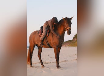 Andaluso, Castrone, 8 Anni, 178 cm