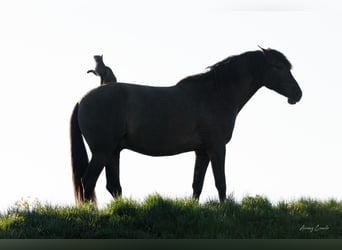 Andaluso, Castrone, 8 Anni, 178 cm