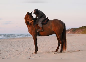 Andaluso, Castrone, 8 Anni, 178 cm