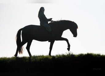 Andaluso, Castrone, 8 Anni, 178 cm
