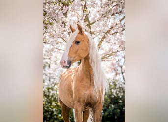 Andaluso, Castrone, 9 Anni, 154 cm, Palomino