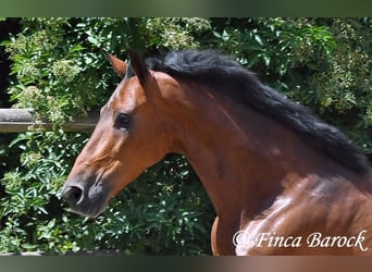 Andaluso, Castrone, 9 Anni, 155 cm, Baio